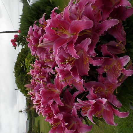 טינטאג'ל Bossiney House Hotel מראה חיצוני תמונה